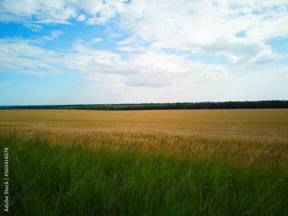 Obraz premium green field and blue sky