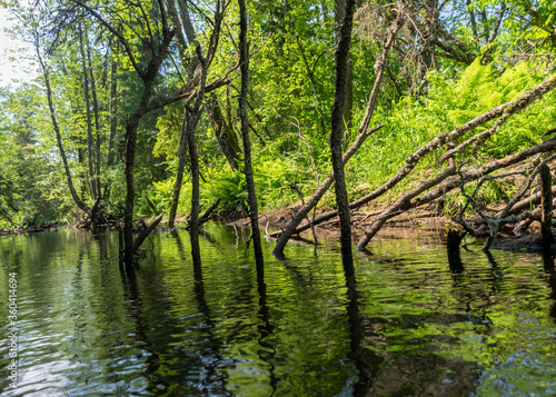 landscape with forest river reflection view, green forest river view