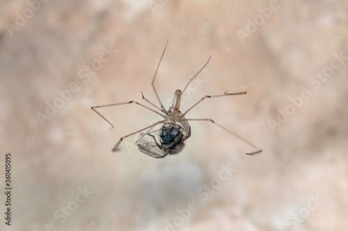 Longbodied cellar spider, daddy long-legs spider,Pholcus phalangioides , Malta, Mediterranean photo