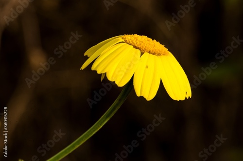 Φωτογραφία Drooping petals of Crown daisy Glebionis coronaria , Malta, Mediterranean