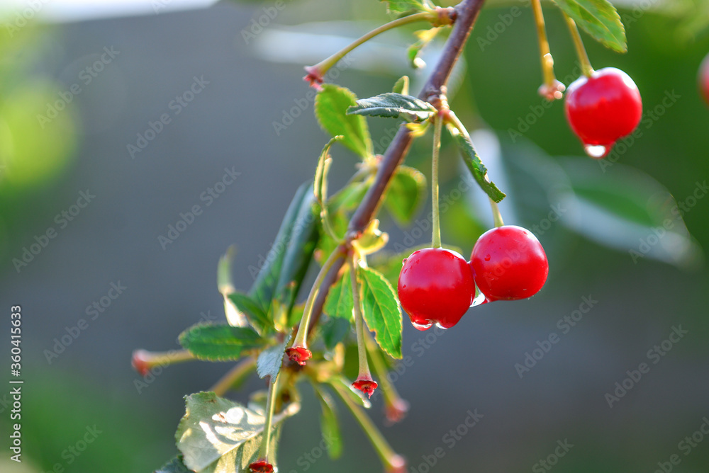 Obraz premium Cherry ripening in the garden allow you to enjoy not only the look and aroma, but the observation of the full cycle of flowering, growth and ripening of the plant.