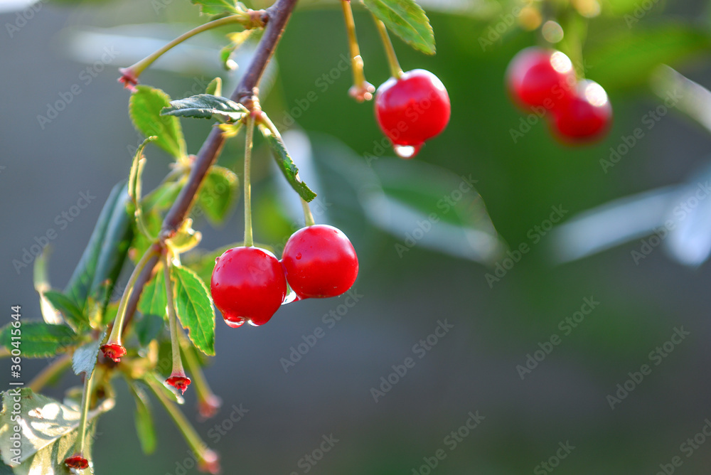 Cherry ripening in the garden allow you to enjoy not only the look and aroma, but the observation of the full cycle of flowering, growth and ripening of the plant.