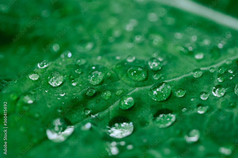 Macro shot of kale salad with water drops. Organic detox diet. Superfood. Natural background