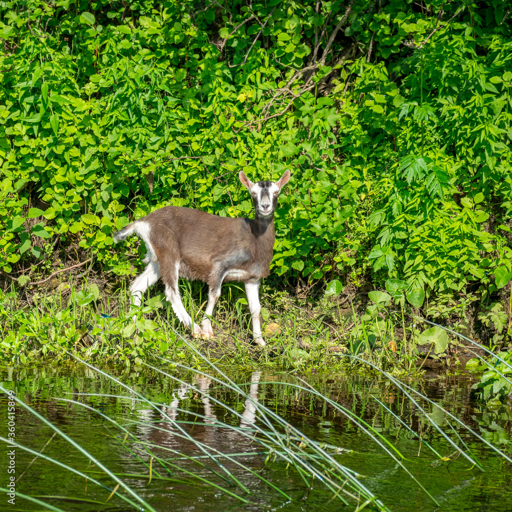 summer landscape with a small goat on the river bank, a goat looking at a passing boat summer landscape with a small goat on the river bank, a goat looking at a passing boat