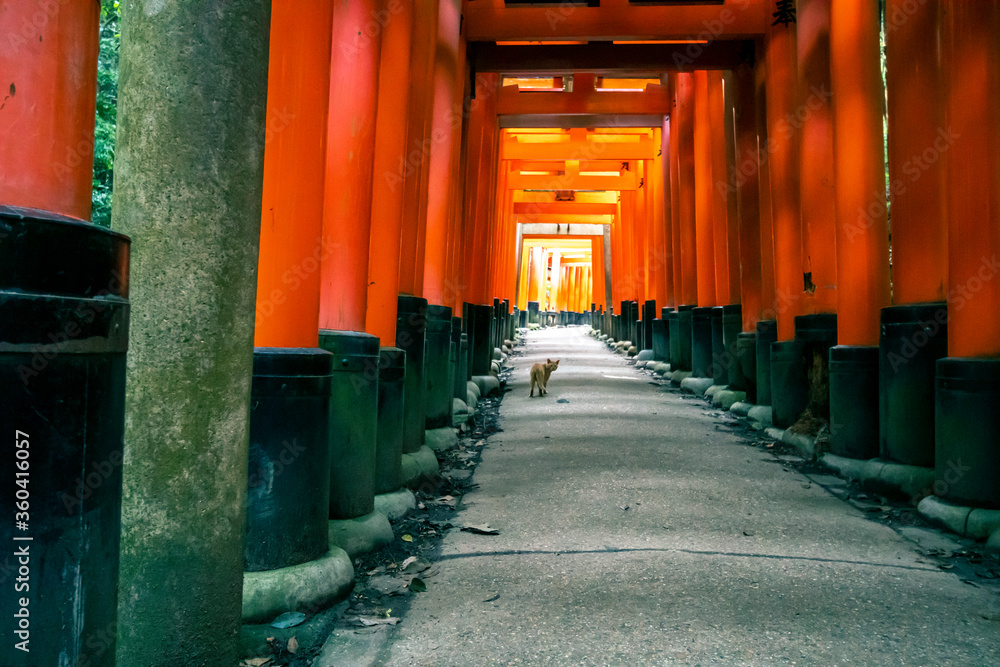 A cat at the Senbon Torii of Fushimi Inari Taisha Shrine in Fukakusa, Fushimi-ku, Kyoto City, Kyoto Japan Prefecture. A cat at the Senbon Torii of Fushimi Inari Taisha Shrine in Fukakusa, Fushimi-ku, Kyoto City, Kyoto Japan Prefecture.