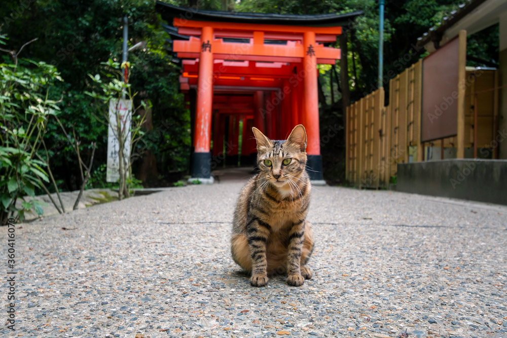 Obraz premium A cat at the Senbon Torii of Fushimi Inari Taisha Shrine in Fukakusa, Fushimi-ku, Kyoto City, Kyoto Japan Prefecture.