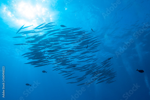 school of barracuda fish