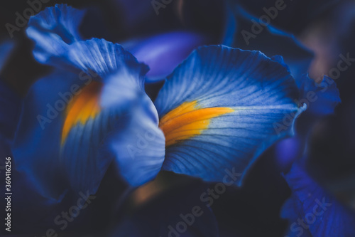 beautiful blue iris flower close up macro shot shallow dof