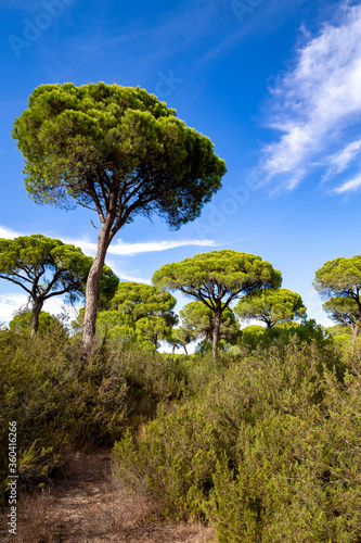 Pine trees in the Donana national park, Andalucia, Spain. photo