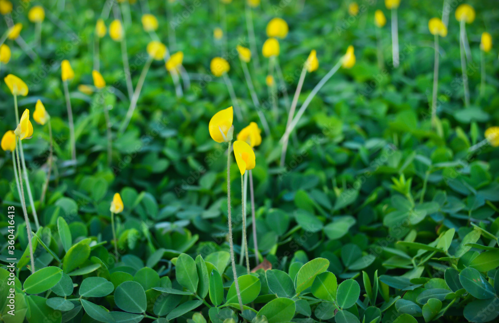 Obraz premium yellow spring flowers