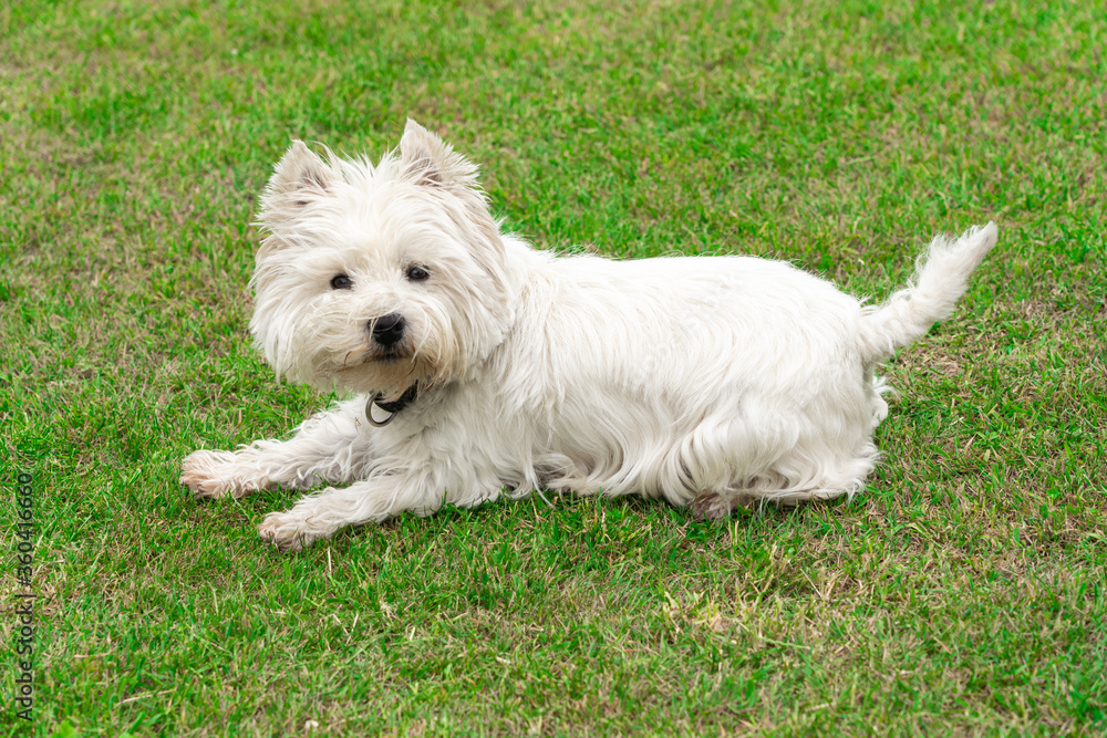 West Highland White Terrier in the garden West Highland White Terrier in the garden