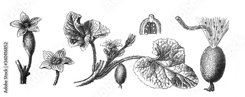 cucumber plant (ecballium) decorative plant / Antique engraved illustration from Brockhaus Konversations-Lexikon 1908	 photo