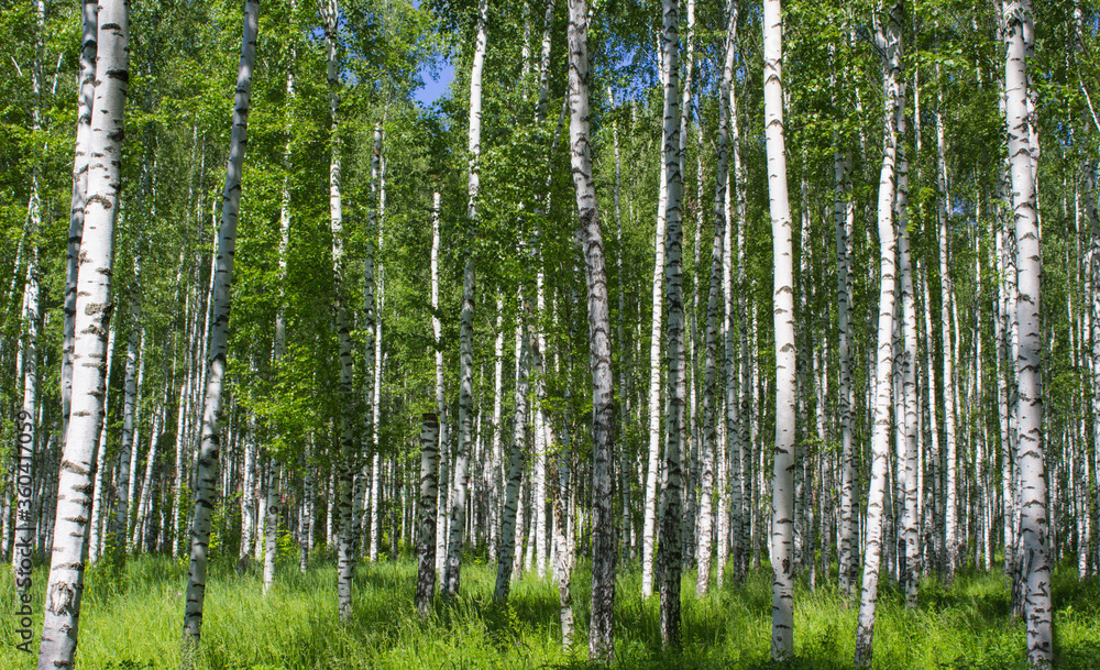 Picturesque natural landscape of a birch grove in the forest Picturesque natural landscape of a birch grove in the forest