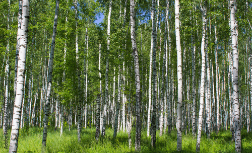 Picturesque natural landscape of a birch grove in the forest