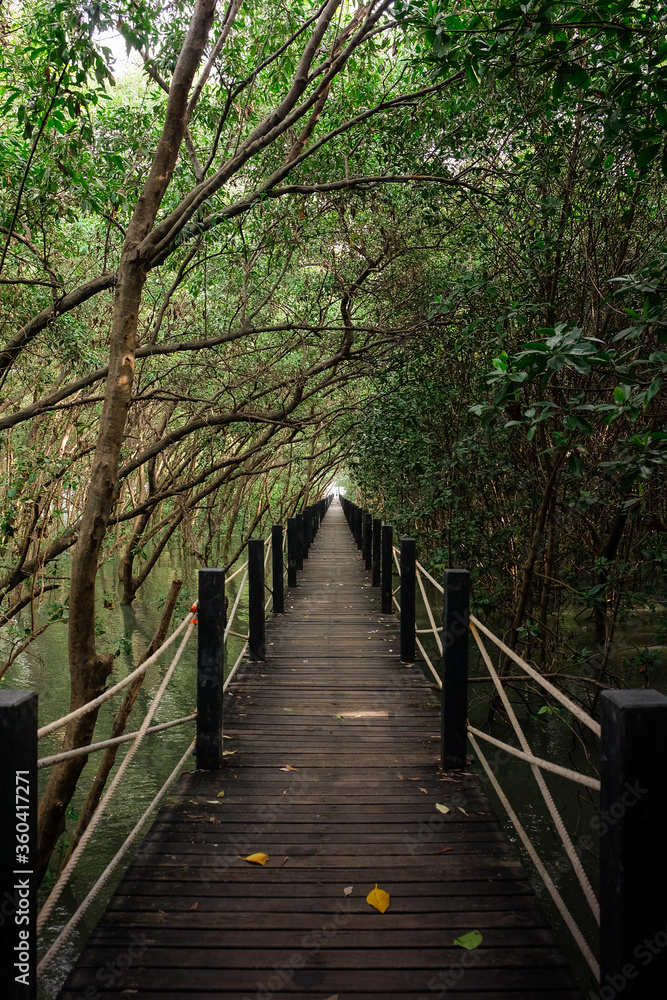 The trekking walkway wooden bridge stretches in the mangrove forest The trekking walkway wooden bridge stretches in the mangrove forest