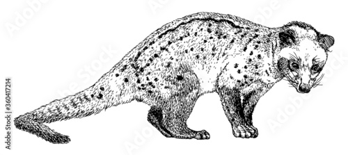 Hand drawn realistic sketch of asian palm civet or toddy cat, vector illustration photo