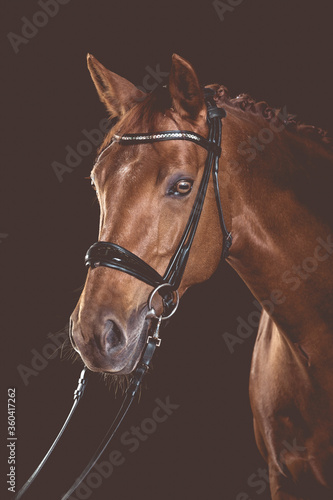 Dressage horse in the studio  head portraits of light brown eyes  in matt image processing..