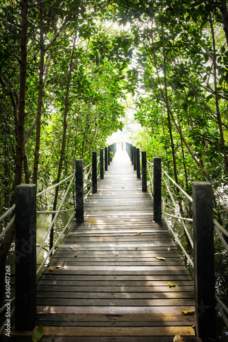 The trekking walkway wooden bridge stretches in the mangrove forest © Sariddiporn Yordsri