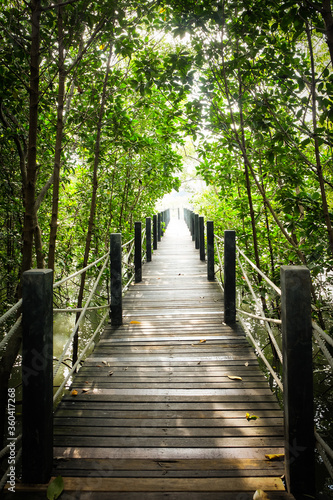 The trekking walkway wooden bridge stretches in the mangrove forest