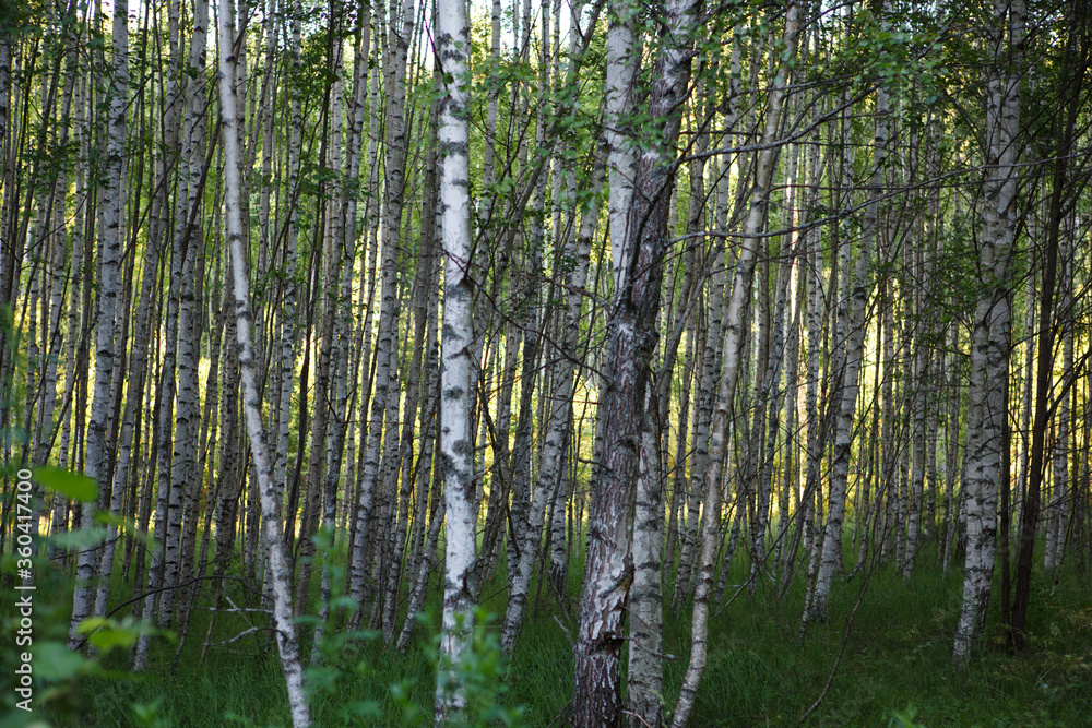 Naklejka premium natural filled frame background wallpaper shot of endless rows of black and white Russian birch tree trunks in a deep forest with vibrant green grass and vegetation around. Taken in Russia