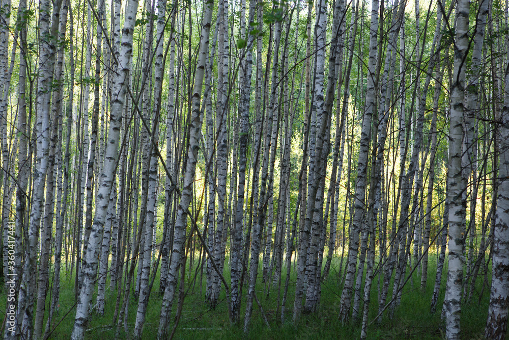 natural filled frame background wallpaper shot of endless rows of black and white Russian birch tree trunks in a deep forest with vibrant green grass and vegetation around. Taken in Russia natural filled frame background wallpaper shot of endless rows of black and white Russian birch tree trunks in a deep forest with vibrant green grass and vegetation around. Taken in Russia