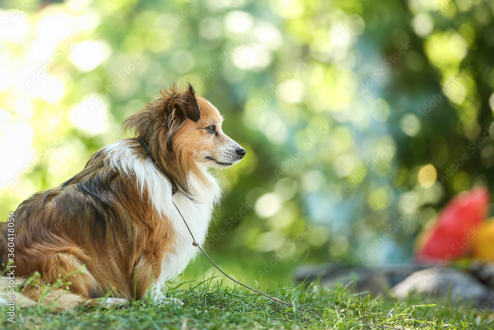 Small cute white-red dog playing in a park. Summer outdoor recreation. Doggy waiting for the owner. Small cute white-red dog playing in a park. Summer outdoor recreation. Doggy waiting for the owner.