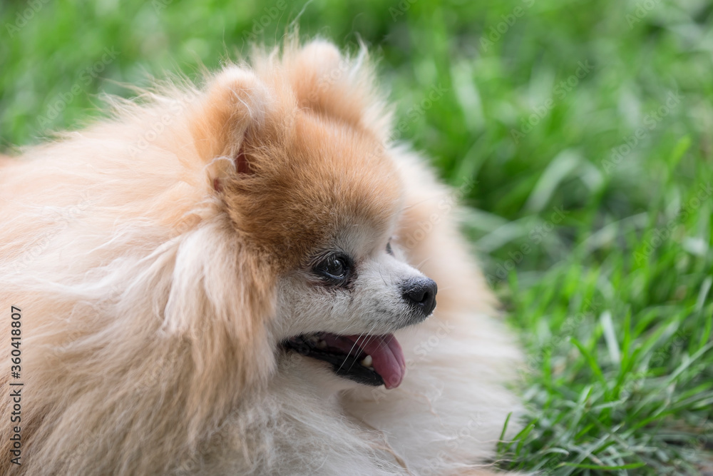 Head of a panting Keeshond in the green grass of a park
