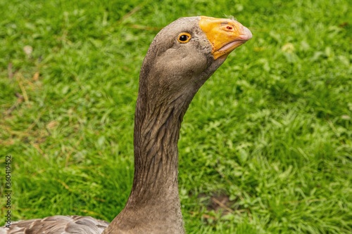 Kholmogorsky goose domestic bird breed