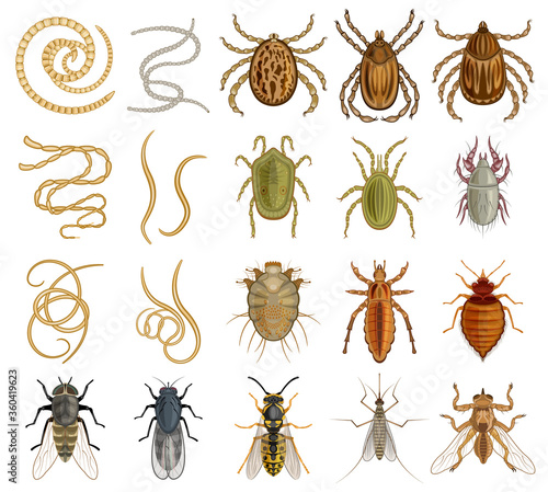 Parasite vector cartoon set icon. Vector illustration insect on white background. Isolated cartoon set icon parasite.