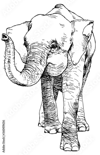 Hand drawn sketch of asian pygmy elephant. Vector illustration