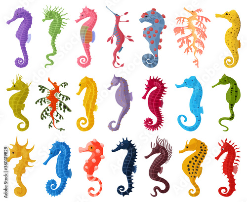 Sea horse isolated cartoon set icon. Vector cartoon set icon seahorse. Vector illustration sea horse on white background .