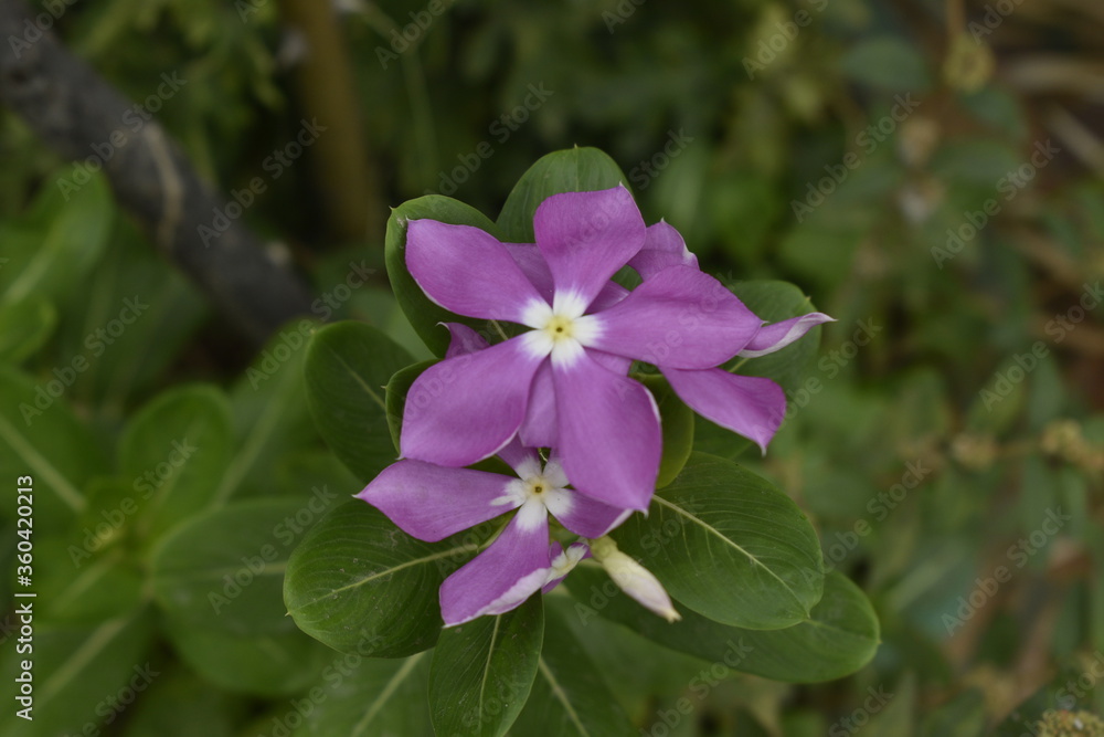 A closeup photograph of a flower plant at bloom time.