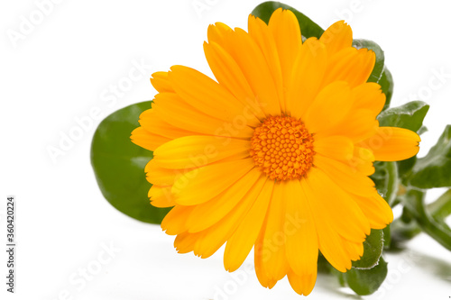 Fototapeta Naklejka Na Ścianę i Meble -  Calendula officinalis. Marigold flower with leaf isolated
