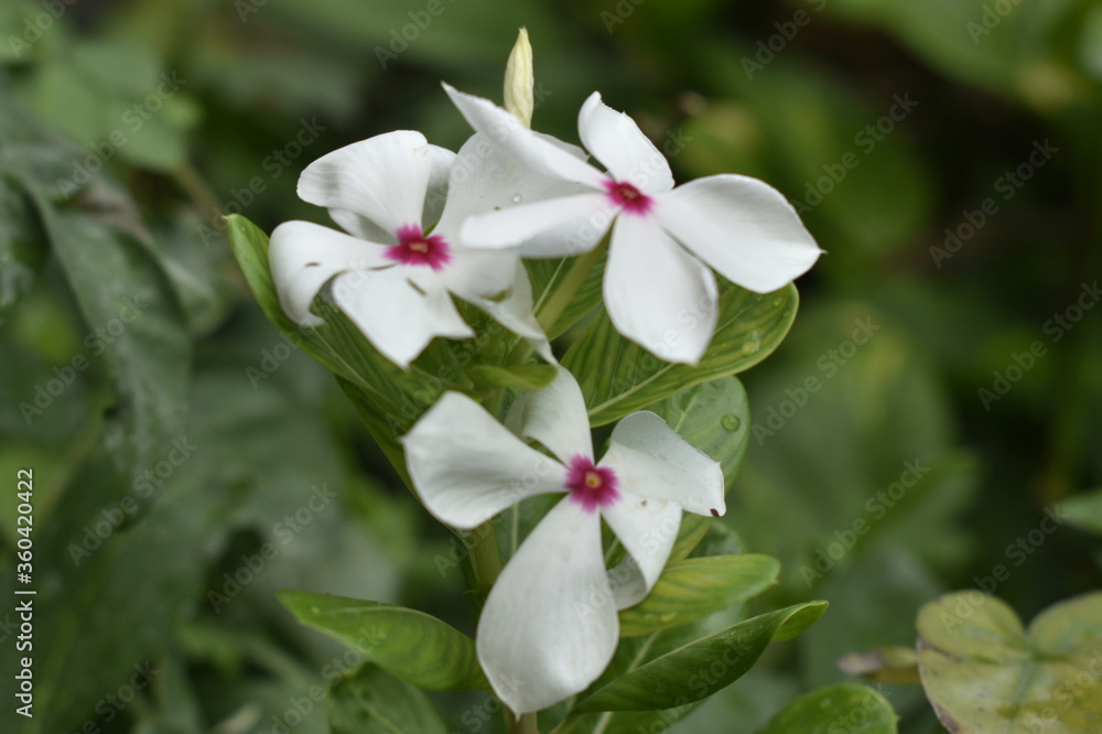 A closeup photograph of a flower plant at bloom time. A closeup photograph of a flower plant at bloom time.