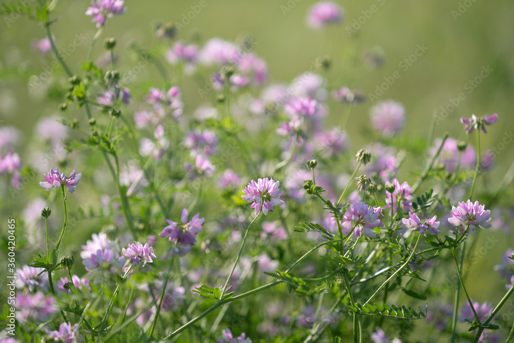 Securigera varia (synonym Coronilla varia), commonly known as crownvetch or purple crown vetch, is a low-growing legume vine.