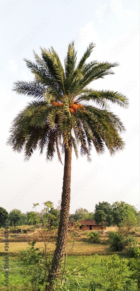 palm tree on the beach palm tree on the beach