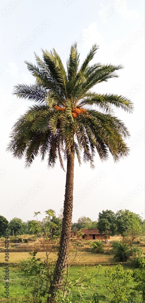 palm tree on the beach