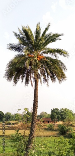 palm tree on the beach © Sheetal
