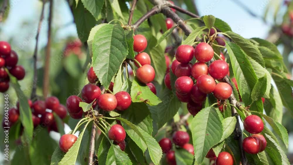 Cherry growing on tree in the garden. Ripening cherries on a branch Cherry growing on tree in the garden. Ripening cherries on a branch