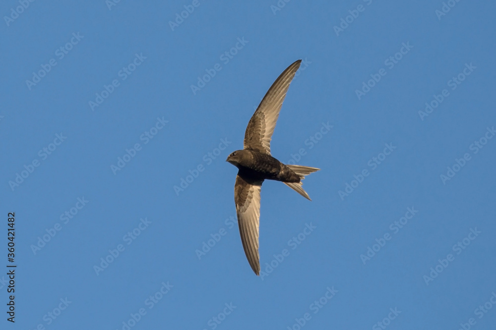 Black swift flying on the blue sky. Common Swift (Apus apus). Black swift flying on the blue sky. Common Swift (Apus apus).