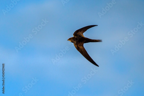 Black swift flying on the blue sky. Common Swift (Apus apus).