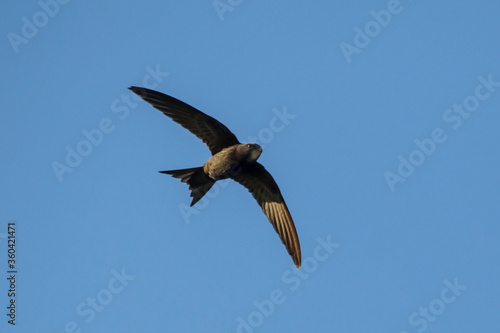 Black swift flying on the blue sky. Common Swift  Apus apus .