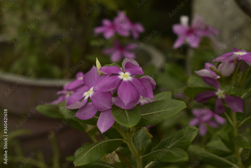 A closeup photograph of a flower plant at bloom time. A closeup photograph of a flower plant at bloom time.