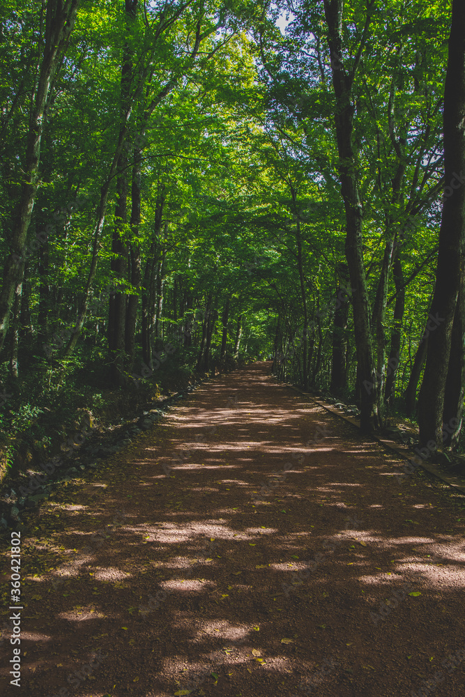 path in the green forest path in the green forest