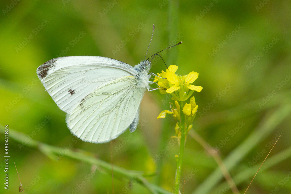 Naklejka premium Green-veined white, Pieris napi, butterfly eating on the yellow flower
