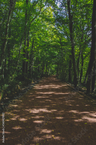 path in the green forest