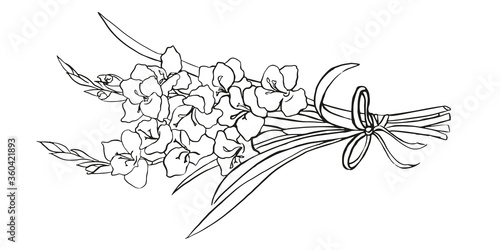 Vector hand drawn gladiolus isolated on white background