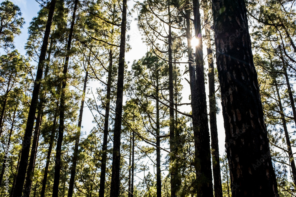 Forest with high pines trees and beauty of nature wood - save the planet and care plants concept Forest with high pines trees and beauty of nature wood - save the planet and care plants concept
