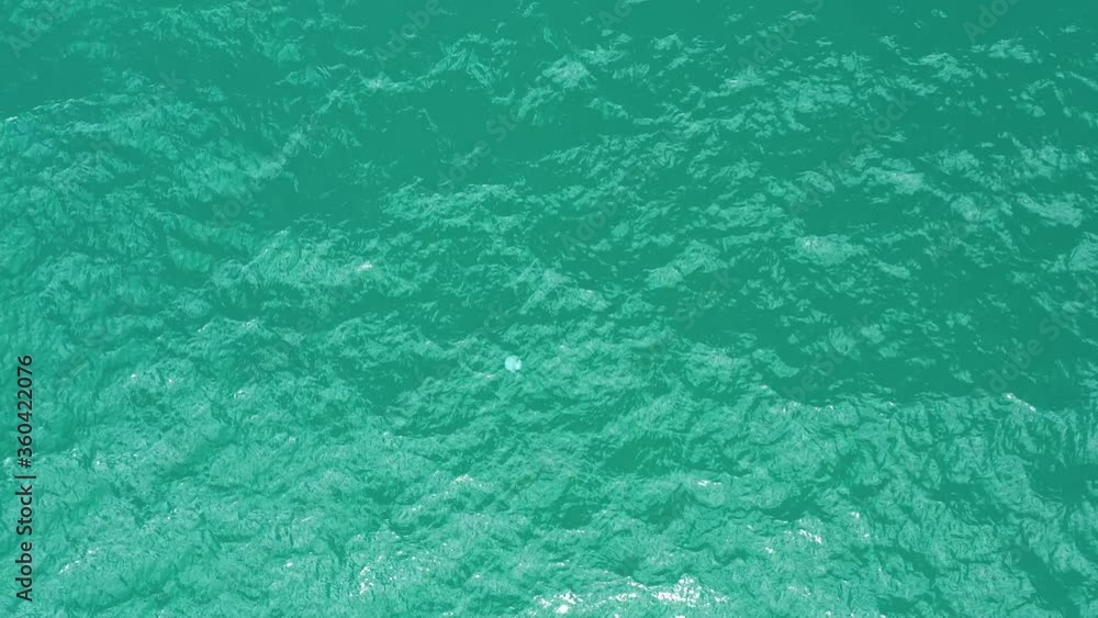 Single Jellyfish in clear Ocean coastline water, Aerial view. Single Jellyfish in clear Ocean coastline water, Aerial view.
