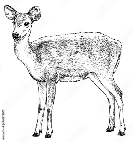 Hand drawn realistic sketch of a deer, isolated on white background